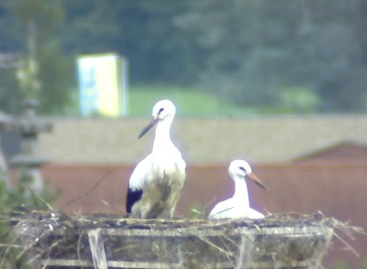 2010-08-10_172345.jpg