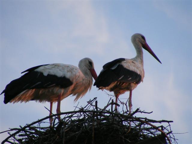 DSCF2223 (Small).JPG