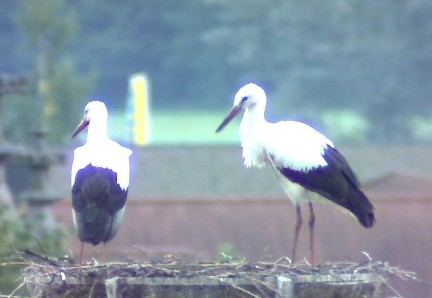 2010-08-16_062404.jpg