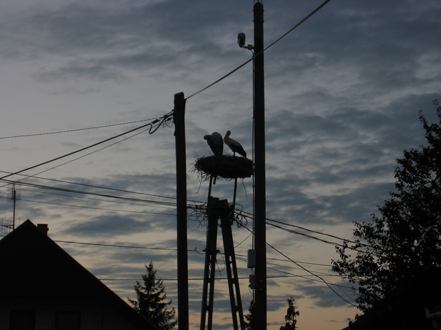 IMG_6954_resize.JPG