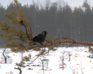 2011-01-17_132519.jpg