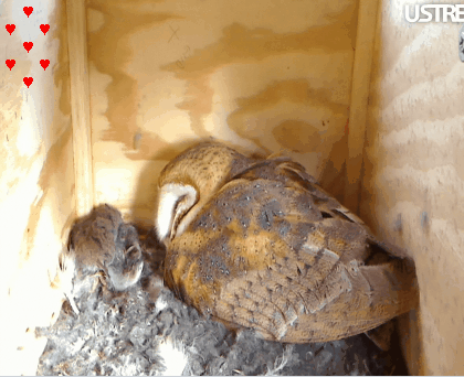 2011-02-08_180901.gif