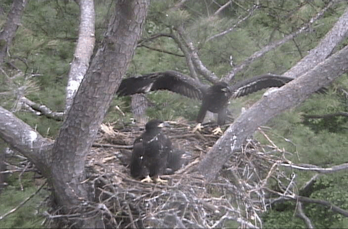 2009-06-01_092957.gif