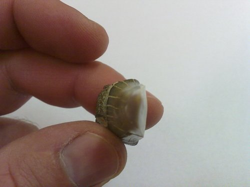 20110316076.jpg