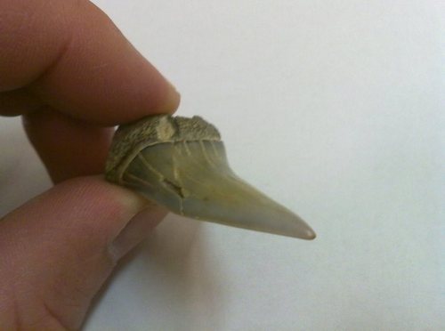 20110316081.jpg