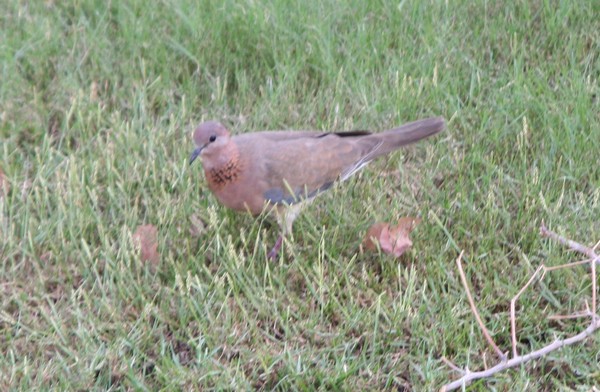 IMG_1695r.jpg