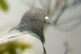 DSC00377sss.jpg