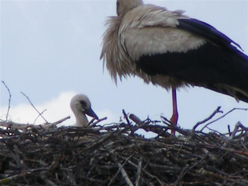 DSCF5385 (Medium).JPG