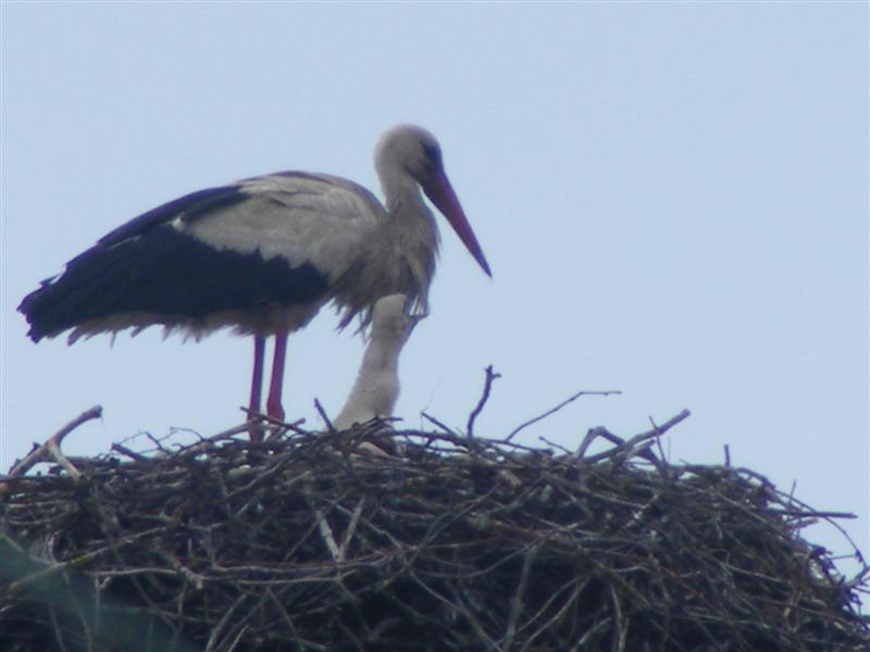 DSCF5519 (Medium).JPG