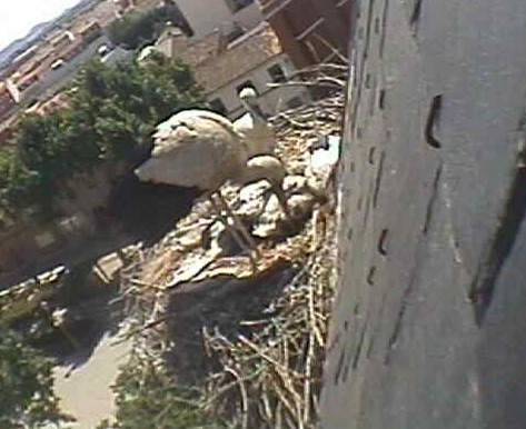 Alovera1.jpg