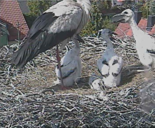markt schwaben1.jpg