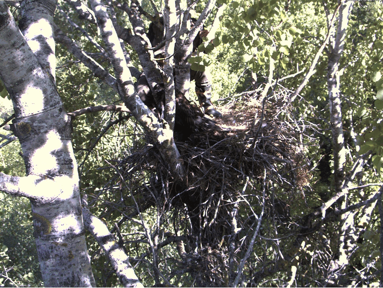 2009-06-01_165842.gif
