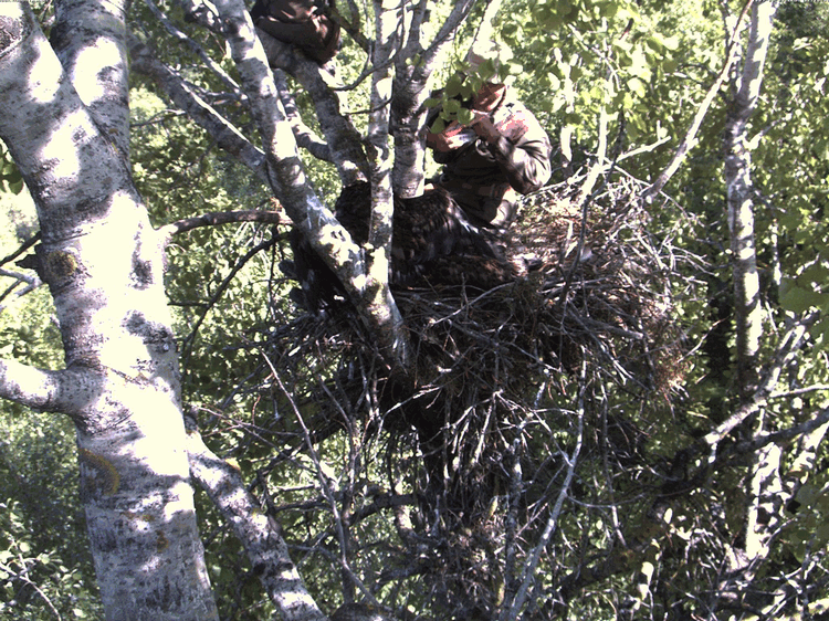 2009-06-01_165918.gif