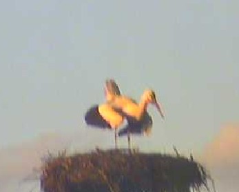 2012-04-01_184859.jpg