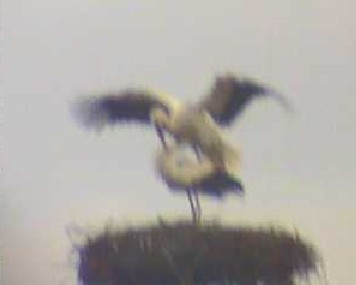 2012-04-02_063407.jpg