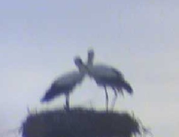 2012-04-03_063757.jpg