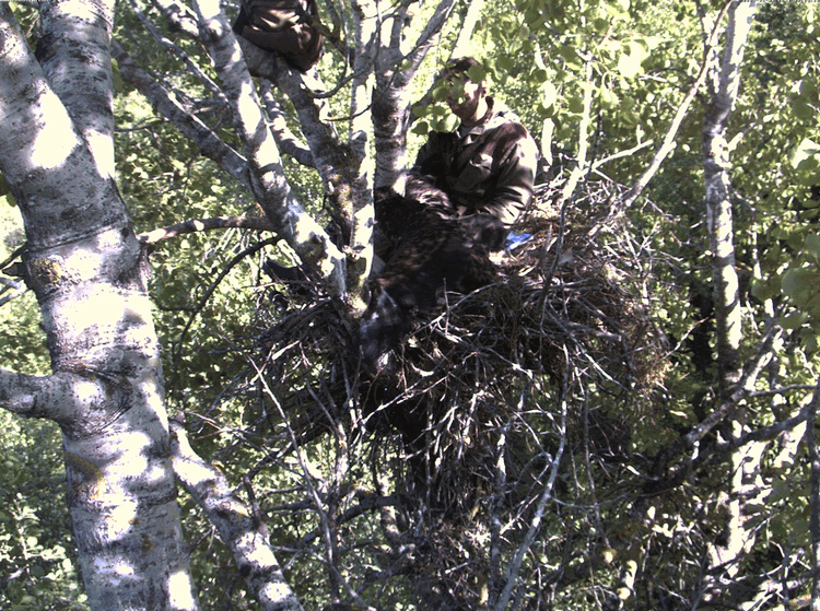 2009-06-01_170533.gif