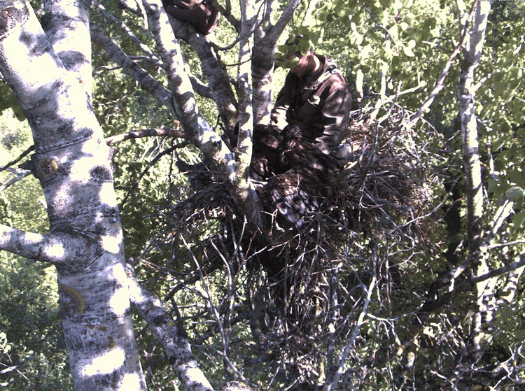 2009-06-01_170625.gif