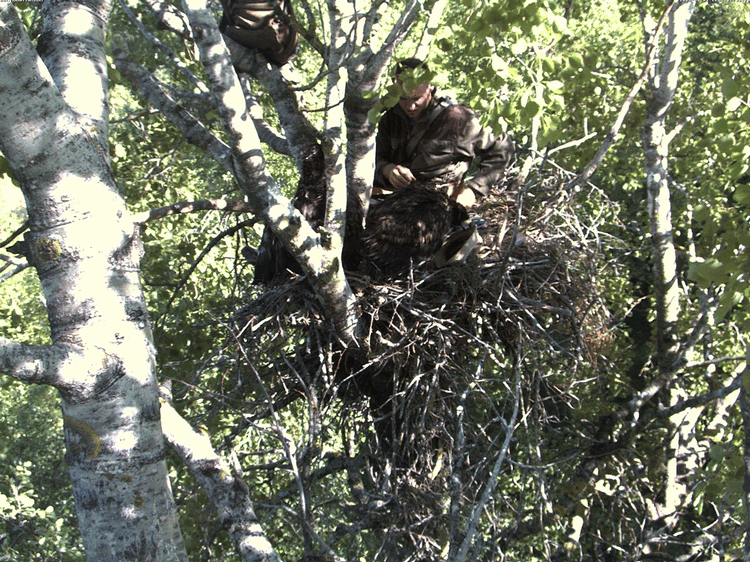 2009-06-01_170726.gif