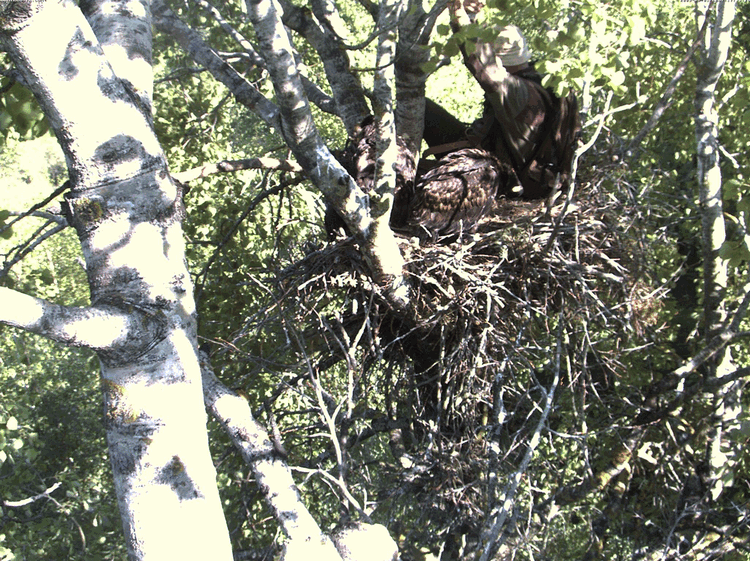 2009-06-01_170828.gif