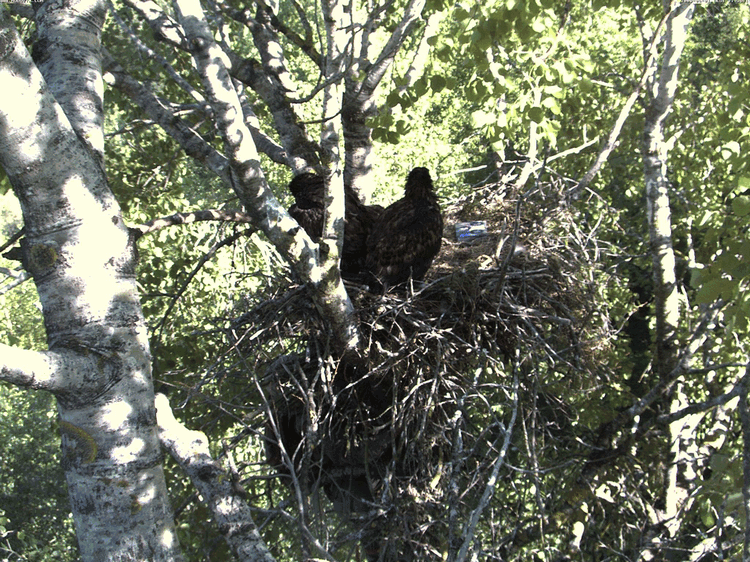 2009-06-01_170900.gif