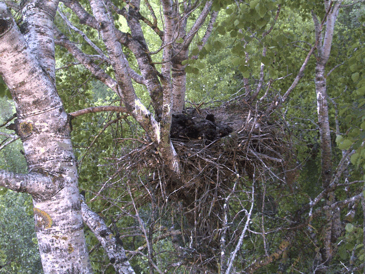 2009-06-01_211458.gif