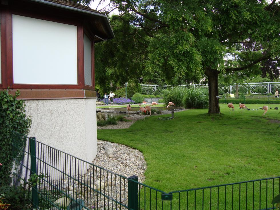 Flamingók és galambok.JPG