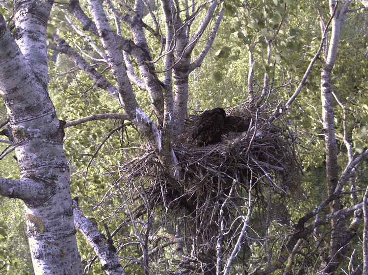 2009-06-02_052254.gif