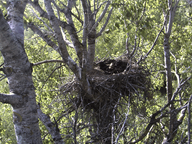 2009-06-02_073737.gif