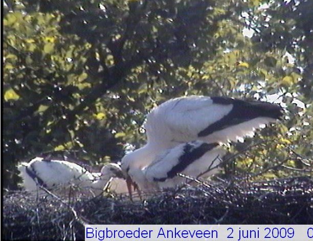 ankeveen1.jpg