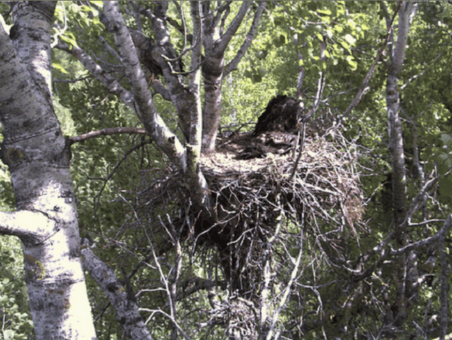 Egolya19831.gif