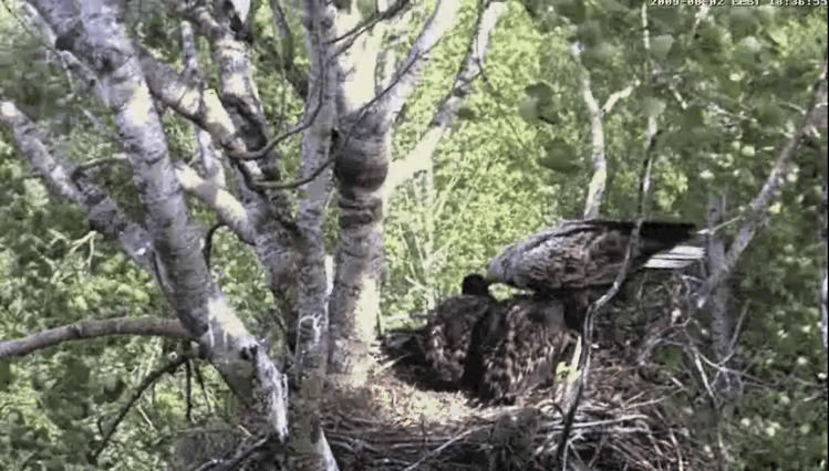 2009-06-02_174932.gif