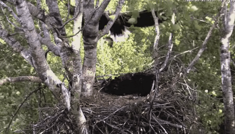2009-06-02_185841.gif