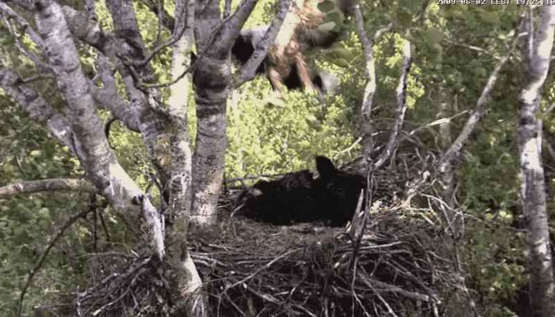 2009-06-02_185945.gif
