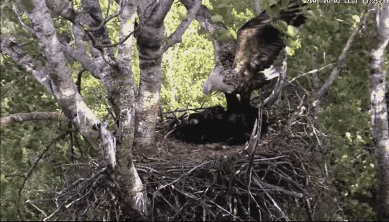 2009-06-02_190037.gif