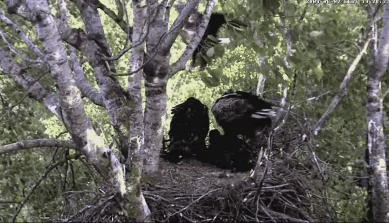 2009-06-02_190850.gif