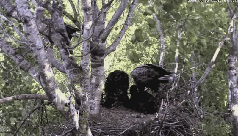 2009-06-02_191116.gif