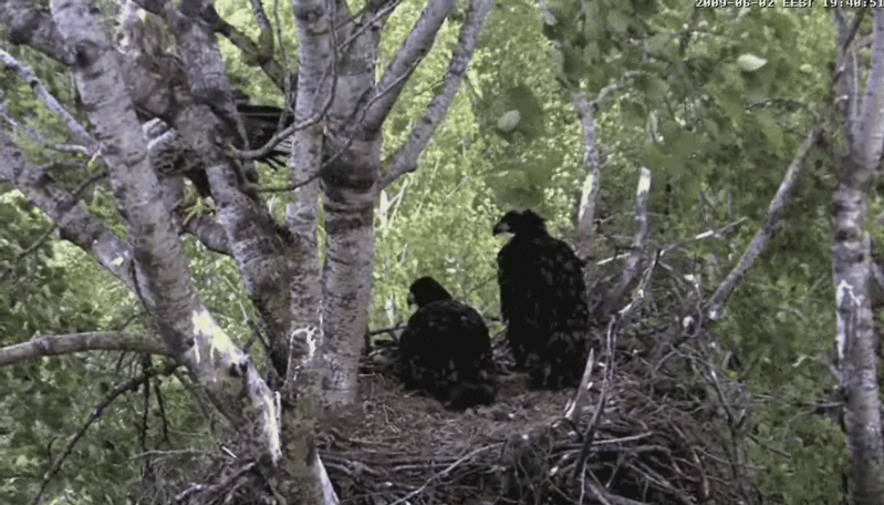 2009-06-02_192507.gif
