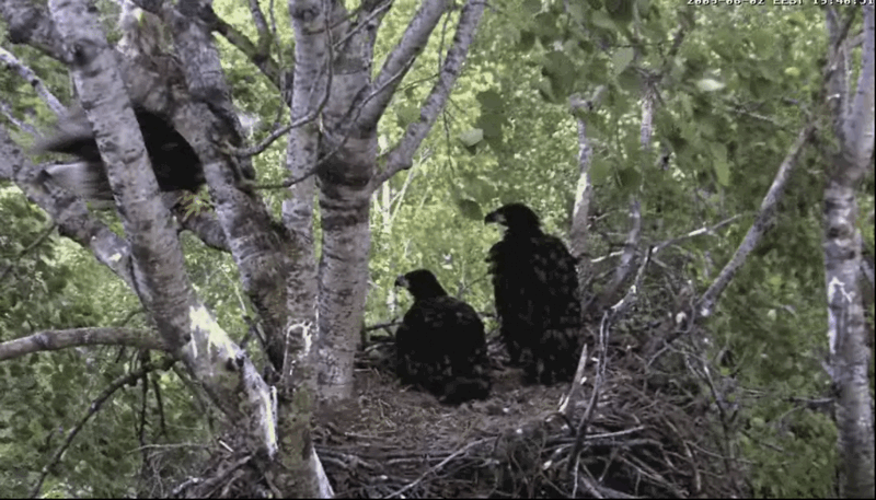 2009-06-02_192541.gif