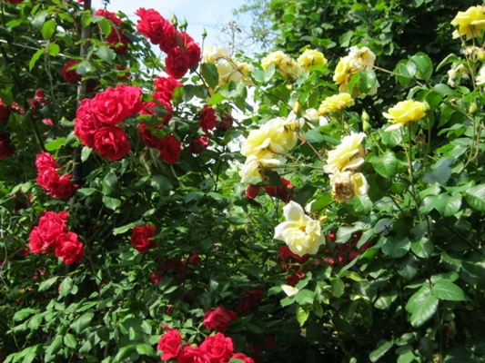 2013 06 2 024.JPG