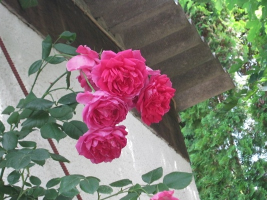 2013 06 2 025.JPG