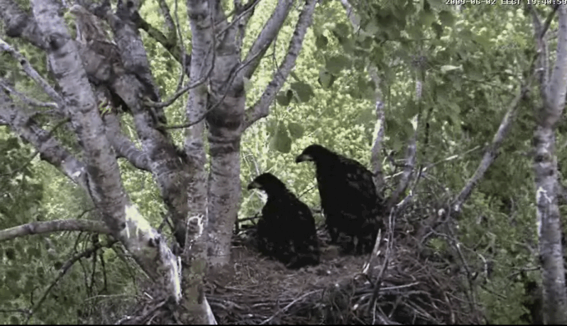 2009-06-02_192627.gif
