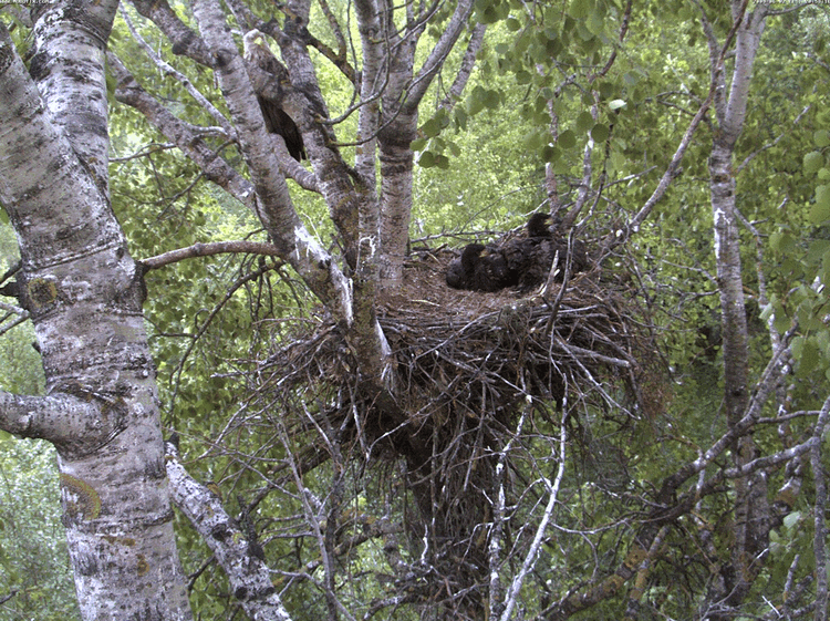 2009-06-02_195857.gif