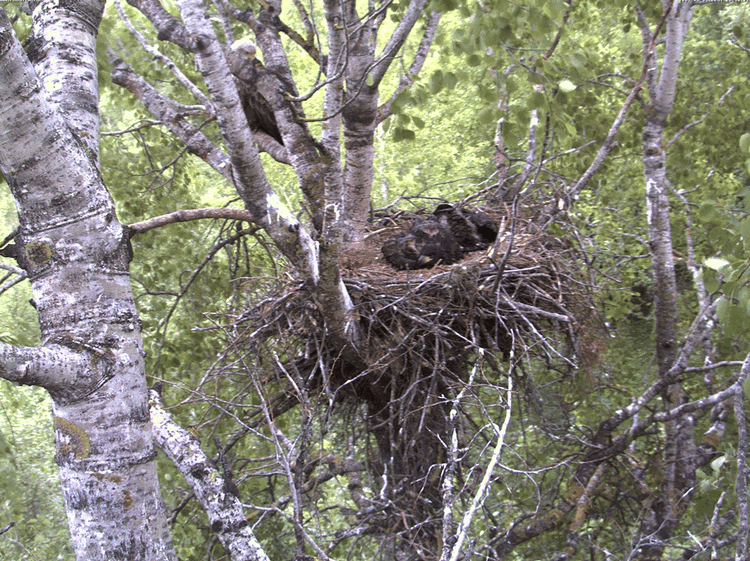 2009-06-03_053226.gif