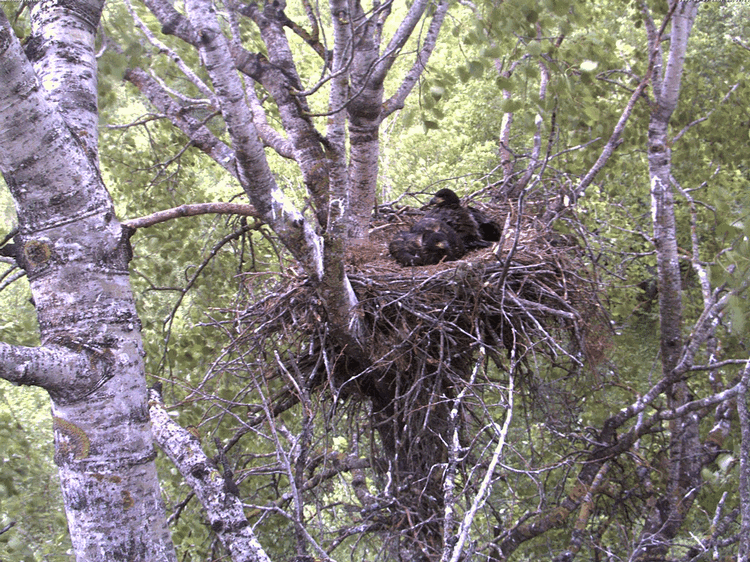 2009-06-03_055918.gif