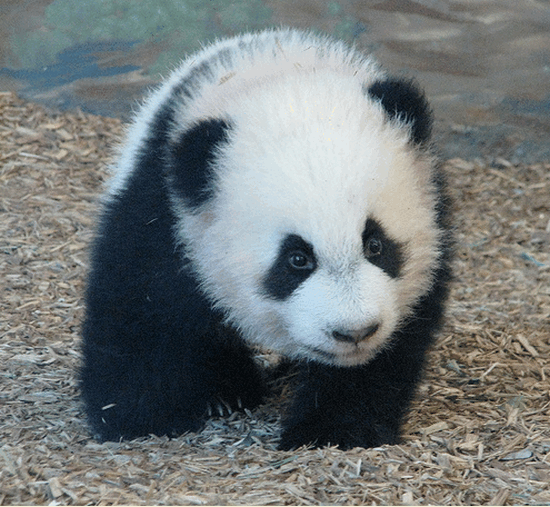 panda_20090117_02.gif