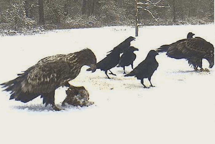 sasok_20090121_01.gif