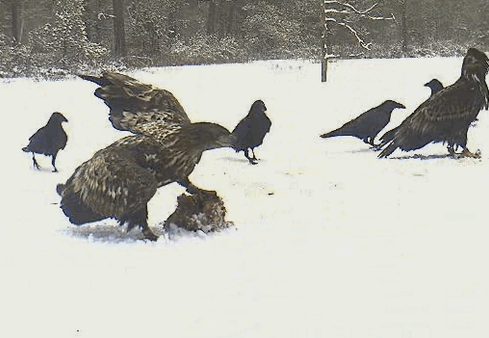sasok_20090121_03.gif