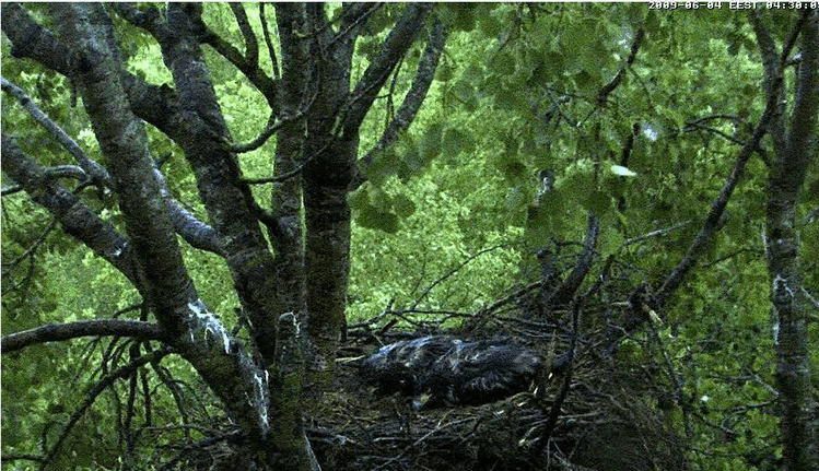 2009-06-04_054742.gif