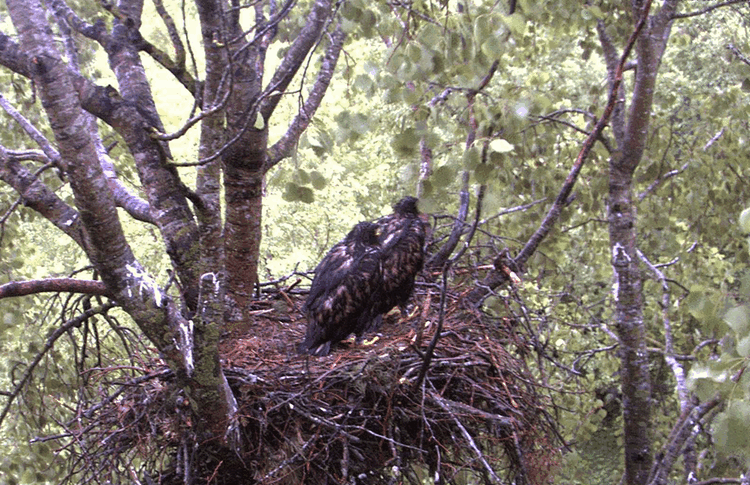 2009-06-04_054444.gif